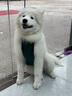 曇蓓漫狗狗肚兜柯基犬防水中型犬寵物母狗雨衣保暖護(hù)肚子防臟秋冬衣服 防水肚兜M碼（建議18~22斤） 【加絨加厚款】 曬單實拍圖
