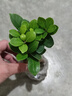 綠有意大榕樹盆景辦公室內桌面客廳綠植花卉四季常青小榕樹盆栽易活植物 小號15~20厘米高 不含盆 曬單實拍圖