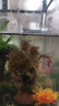 勝畫(huà)銅錢(qián)草魚(yú)缸水草水培植物直接入缸造景蜈蚣草凈化水質(zhì)古法養魚(yú)草 【財源茂盛火山石】50-60缸套餐 曬單實(shí)拍圖