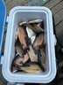 川品社管付千又魚鉤歪嘴散裝有倒刺筏釣魚鉤小爆炸海釣50枚 管付千又（50枚裝） 3號(hào) 曬單實(shí)拍圖