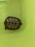 御聚源發(fā)財龜越南石金龜純種黃金龜龜苗石龜苗觀(guān)賞龜石金龜苗種活體異寵 7-8厘 曬單實(shí)拍圖