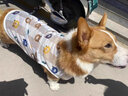 智宙狗狗衣服夏天金毛大型犬戶外夏季防曬衣薩摩耶防掉毛薄款防蟲(chóng)背心 白色小熊背心 彈力大 6XL(胸圍98CM 約110斤寵物) 曬單實(shí)拍圖