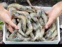 東上御品 國產(chǎn)青島大蝦 特大號白蝦 2030規格 凈重3斤 盒裝活凍 曬單實(shí)拍圖