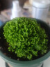 綠地球桌面綠植盆栽幸福草 綠地珊瑚厥常綠蕨類植物翠云草綠地球水培土培盆栽植物 室內(nèi)客廳辦公室陽臺(tái)植物 1盆綠地球(小盆苗) 含盆 曬單實(shí)拍圖