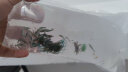 春瑞黑壳虾水族箱水草缸清洁除藻工具淡水观赏虾大和藻虾宠物活体饲料 黑壳25+25抵损耗 实拍图