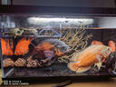曇蓓漫烏龜曬臺高水位亞克力漂浮臺魚(yú)缸烏龜曬背爬臺龜缸造景臺烏龜浮島 【可調節大號 亞克力烏龜曬臺】 【升級加厚加大、帶喂食槽~】 曬單實(shí)拍圖