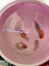 金魚(yú)（Jinyu）精品蘭壽觀(guān)賞魚(yú)蘭壽苗玉兔壽淡冷水魚(yú)好養賽級金魚(yú) 精品玉兔壽7-8CM 曬單實(shí)拍圖