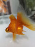 優(yōu)魚若寵蝶尾金魚活體水族寵物冷水淡水魚 精品混色蝶尾5條+1條防損 5-6cm 曬單實拍圖