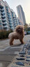 朗吉小野儷香小型犬狗糧輕鹽輕油天然糧通用型全價(jià)狗糧 小型犬糧1.5KG 曬單實(shí)拍圖