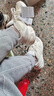 阿迪達(dá)斯（adidas）正品女鞋 夏季新款輕便透氣緩震耐磨跑步鞋運動休閑鞋顯高老爹鞋 白-Cloudfoam中底/ 36 (220mm) 曬單實拍圖