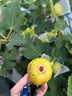 壽禾 四季紅蔥頭小蔥種子火蔥頭四川干皮秋冬季蔬菜萊疏菜陽(yáng)臺種種籽 紅蔥頭 3斤+3包50g有機肥 曬單實(shí)拍圖