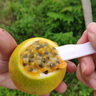 顏小葒廣西欽蜜9號黃金百香果 當(dāng)季現(xiàn)摘新鮮香甜西番蓮純甜百香果 嘗鮮款1斤（約9個）汁水豐富 曬單實拍圖