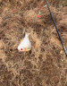 神鲨湖库王3.6米鱼竿超轻超硬碳素钓鱼竿手竿台钓竿鲤鱼杆鲫鱼竿渔具 实拍图
