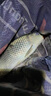 夢(mèng)巴赫（monbacher）日本原絲魚(yú)線(xiàn)谷麥釣專(zhuān)用線(xiàn)耐磨抗卷前打線(xiàn)子線(xiàn)主線(xiàn)一縷即直尼龍線(xiàn) 【168米/盤(pán)】2.0號 168米 曬單實(shí)拍圖
