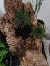馨音吸水石植物苔蘚卷柏附石菖蒲盆景假山水陸缸雨林造景專用綠植 套餐組合4 不含盆 曬單實拍圖