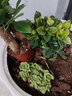 周金祥一抹香盆栽 室內碰碰香 香草多肉植物 客廳驅蟲(chóng)凈化空氣綠植花卉 一棵（單顆價(jià)格，一盆四顆） 不含盆 曬單實(shí)拍圖