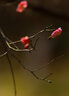 佳能（Canon） 全畫幅中遠(yuǎn)攝大光圈單反定焦鏡頭 佳能EF 135mm f/2L USM  標(biāo)配 曬單實拍圖