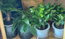 綠有意綠蘿水培綠植物盆栽室內(nèi)發(fā)財(cái)樹富貴竹文綠籮薄荷多肉花卉四季好養(yǎng) 九里香+梔子花+金枝玉葉+液 含盆 曬單實(shí)拍圖