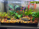 瘋狂水草水草液肥魚(yú)缸水草營(yíng)養液不傷魚(yú)魚(yú)缸植物水草專(zhuān)用肥綜合基肥水草泥 水草營(yíng)養王700ml/瓶【富含16種 微量元素】 曬單實(shí)拍圖