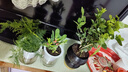 綠有意綠植盆栽多肉花卉盆栽植物室內桌面水培綠植辦公室客廳植物懶人 3盆自選】植物和盆顏色請備注 曬單實(shí)拍圖