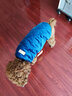 拉維佩特（LOVINGPET）狗狗衣服小型犬比熊泰迪衣服冬季博美衣服幼犬貓咪金絲絨衣服冬天 藏青-金絲絨棉馬甲 XL 建議11斤內 曬單實(shí)拍圖