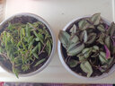 綠絲絳垂吊綠植珍珠吊蘭盆栽佛珠情人淚花卉四季常青陽(yáng)臺(tái)客廳懸掛植物 吊竹梅整盆（原裝盆土） 曬單實(shí)拍圖