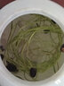 觀(guān)賞蓮子水培植物迷你混色睡蓮水養花卉室內花草水生盆栽Z1 15?！绢伾S機】 不含盆 曬單實(shí)拍圖