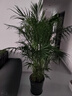 胡麗散尾葵盆栽大型綠植盆栽散尾葵鳳尾竹室內客廳辦公室花卉盆栽植物 散尾葵1.8米（黑螺紋瓷盆） 曬單實(shí)拍圖