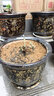 中夢(mèng)梅花盆栽老樁紅梅臘梅盆景樹(shù)苗花卉耐寒植物室內陽(yáng)臺庭院 綠梅 5年苗 不含盆 曬單實(shí)拍圖