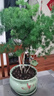 行湘蓬萊松盆栽植物室內(nèi)綠植盆栽盆景四季常青+蓮舞陶瓷盆 源頭直發(fā) 曬單實(shí)拍圖