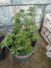 驅(qū)蚊蟲植物 驅(qū)蚊草 室內(nèi)防蚊香草綠植花卉香葉天竺葵 懶人盆栽花卉 驅(qū)蚊草3盆 不含盆 曬單實拍圖
