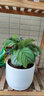 意軒室內綠植花卉盆栽室內孔雀竹芋 貓眼彩虹綠植盆栽四季常青植物 蘋(píng)果竹芋約30厘米帶盆帶土 曬單實(shí)拍圖