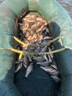 京品魚蝦網(wǎng)籠地網(wǎng)籠龍蝦網(wǎng)地龍魚網(wǎng)籠漁網(wǎng)捕魚網(wǎng)籠蝦籠黃鱔籠甲魚籠 超大12米33節(jié)20門+贈品(今天發(fā)) 曬單實拍圖
