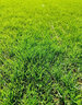 小鎮有花 多年生高羊茅種子凱撒500克草坪耐踐踏庭院園林綠化足球場(chǎng)草籽 曬單實(shí)拍圖