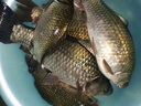 岡原精工（OKABARA SEIKO）磯釣竿5號磯竿碳素滑漂釣魚(yú)竿手海兩用大物釣桿大導環(huán)遠投竿套裝 3.9m 5號 俠客磯+輪+磯釣配件+魚(yú)線(xiàn) 曬單實(shí)拍圖