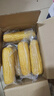 京鮮生東北黃糯玉米棒200g×8棒25年新玉米 甜黏玉米 多種包裝 源頭直發(fā) 曬單實(shí)拍圖