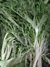 桃李村【順豐】新鮮苦菊 苦葉生菜 苦細葉苦葉生菜苦苣 沙拉菜 500g 曬單實拍圖
