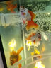 森悠（SARYOR）蝶尾金魚(yú)活體觀(guān)賞魚(yú)包金冷水魚(yú)苗 【紅蝶尾】8-10 cm 曬單實(shí)拍圖