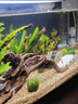 云峰海瑞定植水草 真活體水草植物 魚缸水族箱造景小魚箱裝飾造景 好養(yǎng)易活套餐 （20-30 cm缸） 曬單實拍圖