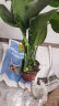 花行榜 龟背竹盆栽绿植室内客厅办公室四季常青植物好养耐阴水培花卉 50-60cm（含小白盆） 晒单实拍图