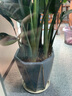 春枝韻 桌面落地花盆陶瓷菱形磨砂大號特大號琴葉榕天堂鳥(niǎo)發(fā)財樹(shù)花盆 蒼綠滿(mǎn)天星(塑料托盤(pán)) 特大號(尺寸看圖) 曬單實(shí)拍圖