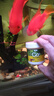 水洲紀魚(yú)缸二氧化碳緩釋片爆藻黃葉水草缸專(zhuān)用co2泡騰片co2發(fā)生器替換片 二氧化碳片（約200片） 曬單實(shí)拍圖