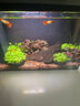 大匠神彩魚(yú)缸過(guò)濾耗材活性火山石羅漢起色水族箱凈水底砂盆景造景鋪底顆粒 濾材級火山石5斤 5-8mm 曬單實(shí)拍圖
