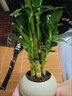 愛(ài)你一萬(wàn)年富貴竹植物 迷你盆栽步步高室內辦公室好養文昌竹綠植易養護花卉 荷花竹【藍色冰裂圓盆】帶竹托 帶盆栽好 曬單實(shí)拍圖