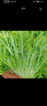 苦菊種子四季蔬菜種子陽臺苦苣菜種子室內(nèi)盆栽菜籽菜種大全種孑 苦菊種子【1包 約300?！?曬單實(shí)拍圖