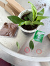 雙盟金鉆綠公主辦公室綠植盆栽吸毒王吸甲醛三棵鉆石盆1盆裝源頭直發(fā) 曬單實(shí)拍圖