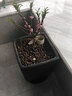 御卉閣 壽星桃苗重瓣桃花壽心桃盆栽 盆景桃樹苗樹 帶花苞耐寒植物 3年盆景苗(紅色花) 不帶盆 曬單實(shí)拍圖