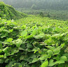 春枝韻葛藤種子葛根爬山虎牽牛花油麻藤山邊坡礦區(qū)綠化護坡爬藤植物種籽 爬山虎種子1斤 曬單實拍圖