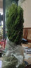 墳墓樹(shù)苗墓地松檜柏塔柏清明松樹(shù)掃墓樹(shù)苗松柏樹(shù)苗檜柏柏樹(shù)蜀檜寶塔 塔柏50-60高 曬單實(shí)拍圖
