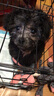 京狼圖騰泰迪幼犬 茶杯犬 純種狗狗活體泰迪寵物狗活體小狗活物貴賓 灰色 曬單實拍圖